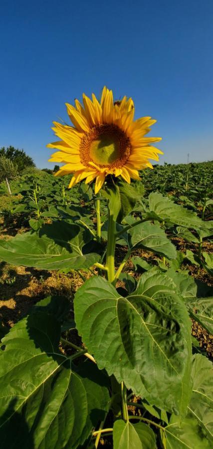Agriturismo La Lenticchia 法塔特米 外观 照片